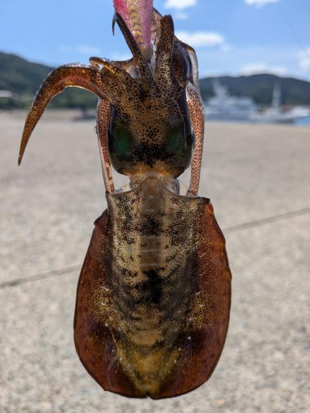 今週もエギング